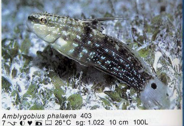 Amblygobius phalaena